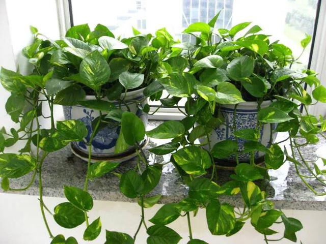绿萝柱的养殖方法和注意事项,绿萝的养殖方法和注意事项汇总