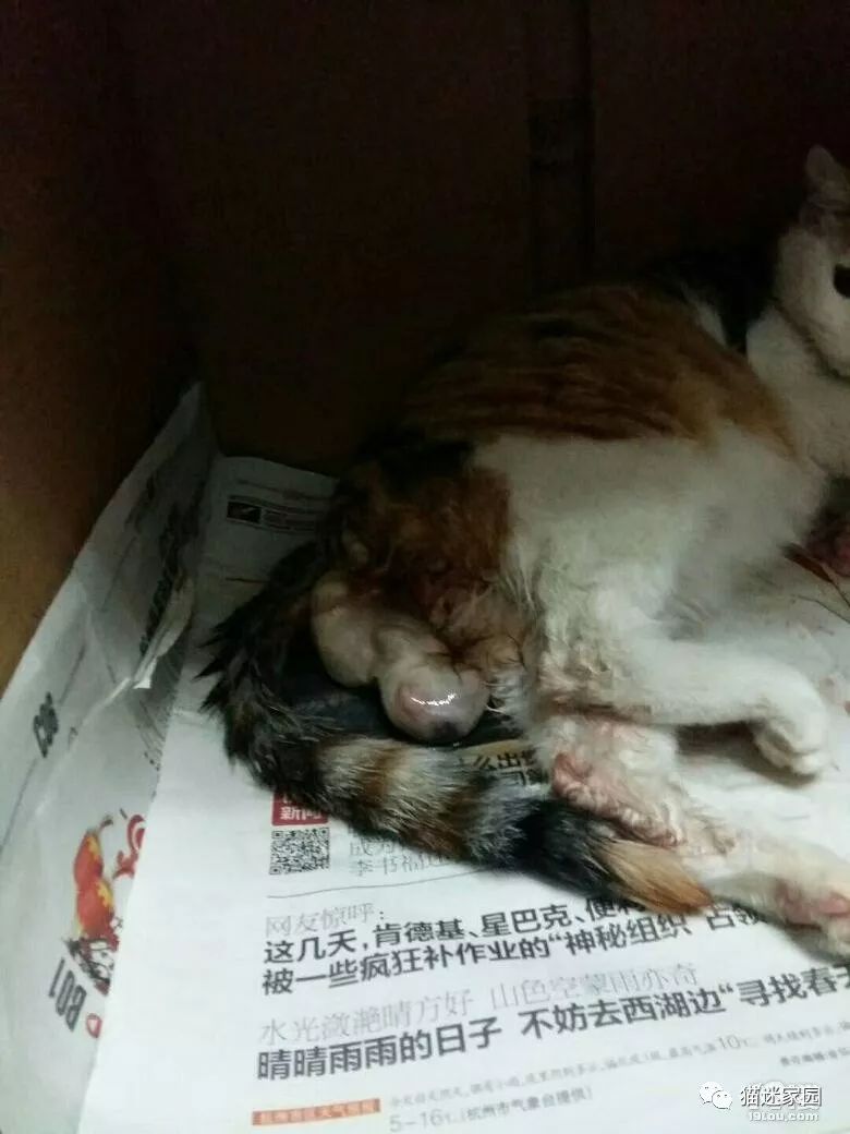 猫咪分娩前流出粉色粘液,猫咪分娩前兆是什么