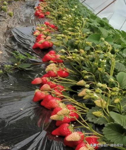 苦尽甘来！坚强父亲带幼儿种草莓，终迎生活新希望