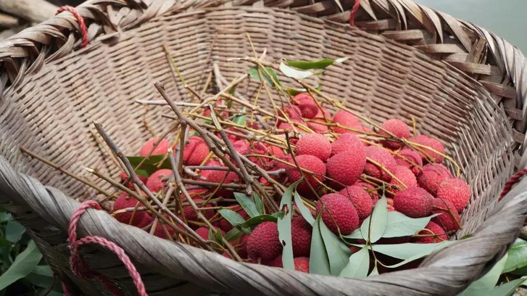 直击莆田荔枝采摘现场,莆田荔枝现摘