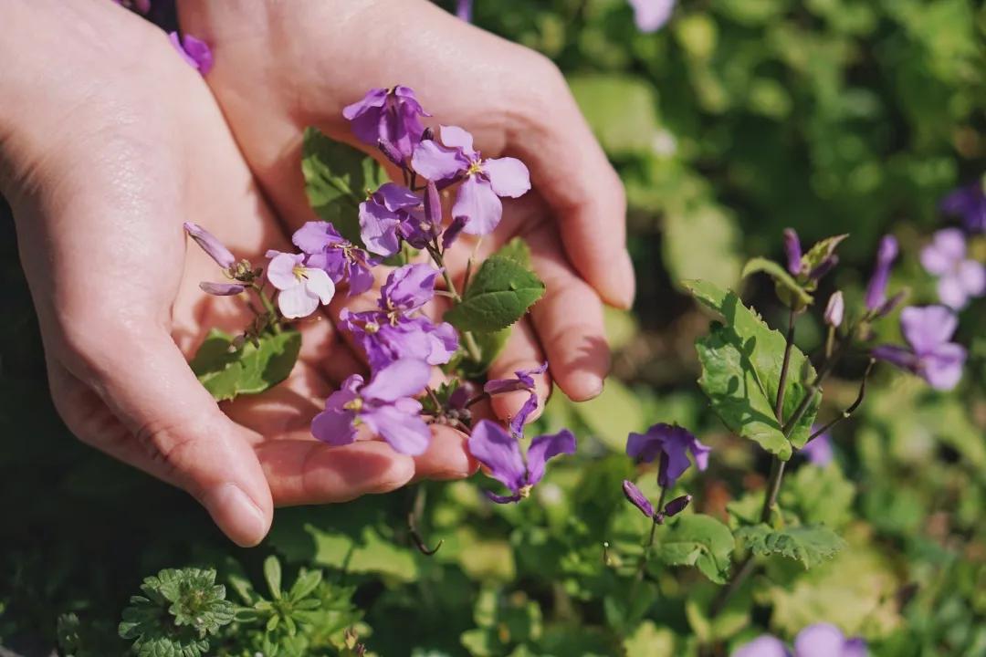 沈阳二月兰花海花期,沈阳二月兰花哪里最多