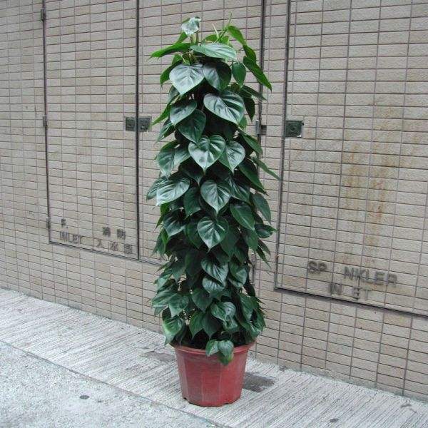 特别耐养的盆栽观叶绿植,叶片可以长很长的绿植