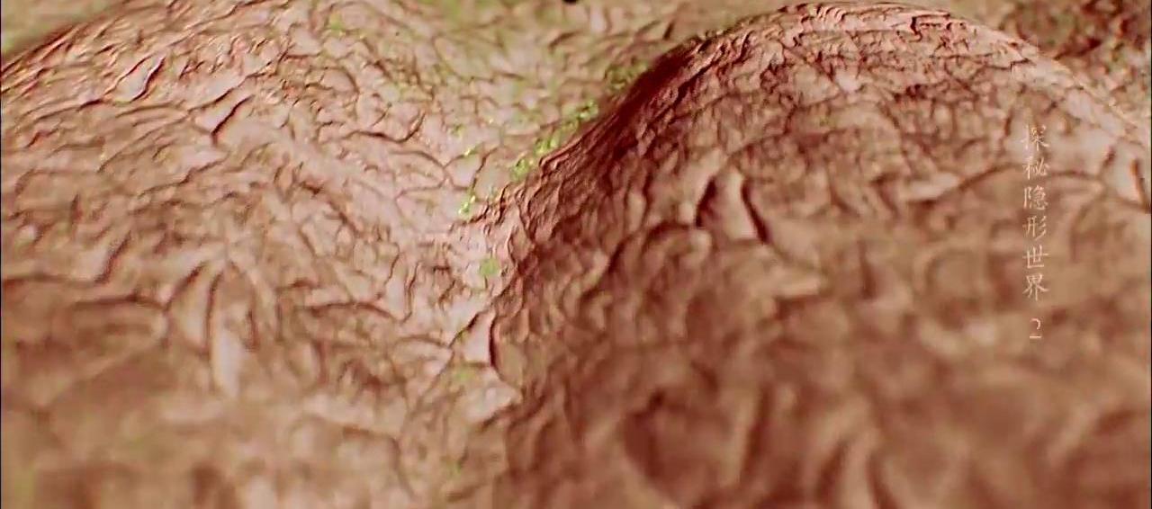 家里除螨虫最好的神器,螨虫清除神器是否能清除螨虫