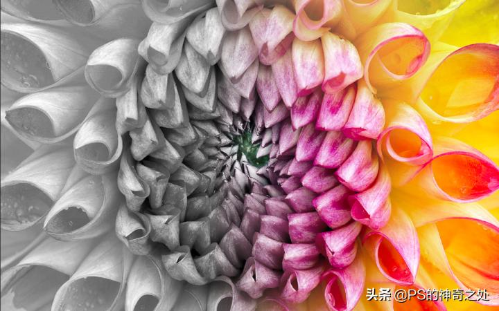 ps鎬庝箞閫変腑钂欑増,ps钂欒鐗堟湁鍝簺