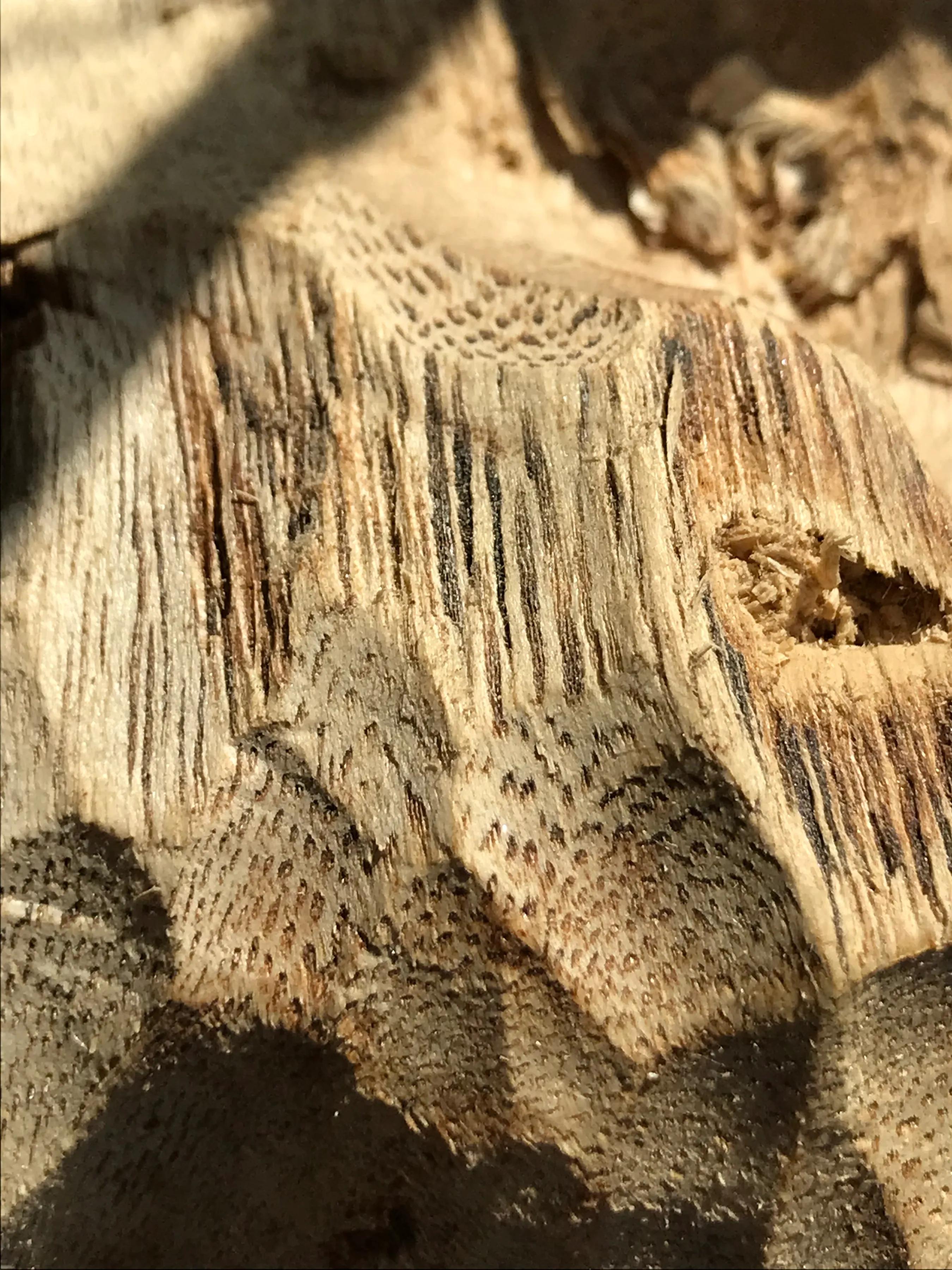 怎么简单科普沉香,初学者看沉香的门道