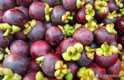 山竹的生长期几年挂果,山竹的价格和种植条件