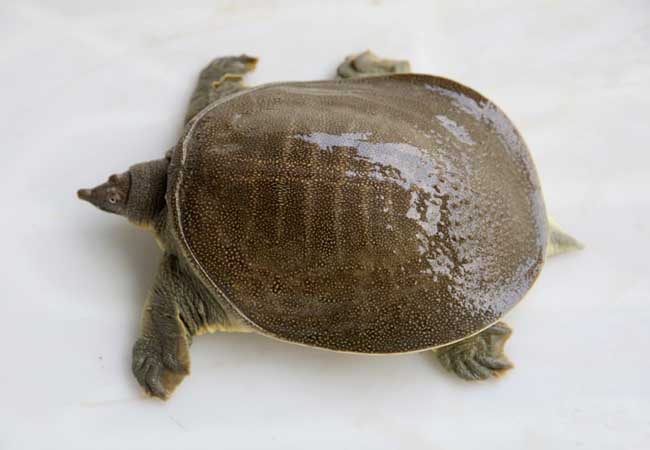 孕妇不能吃的食品添加剂,都不知道孕妇吃什么有营养的东西