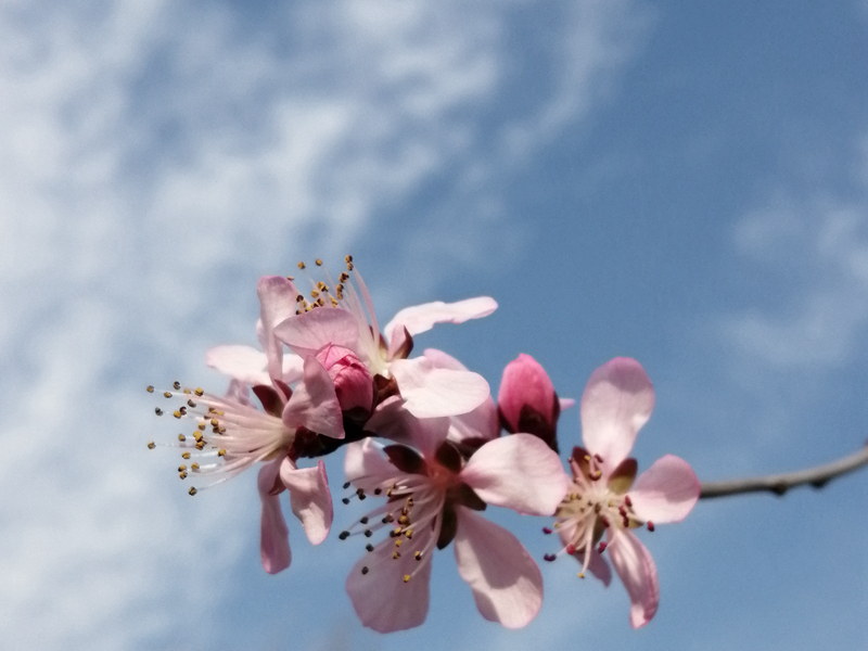 描写春天景色的古诗有哪些,描写春天景色的古诗8首带释义