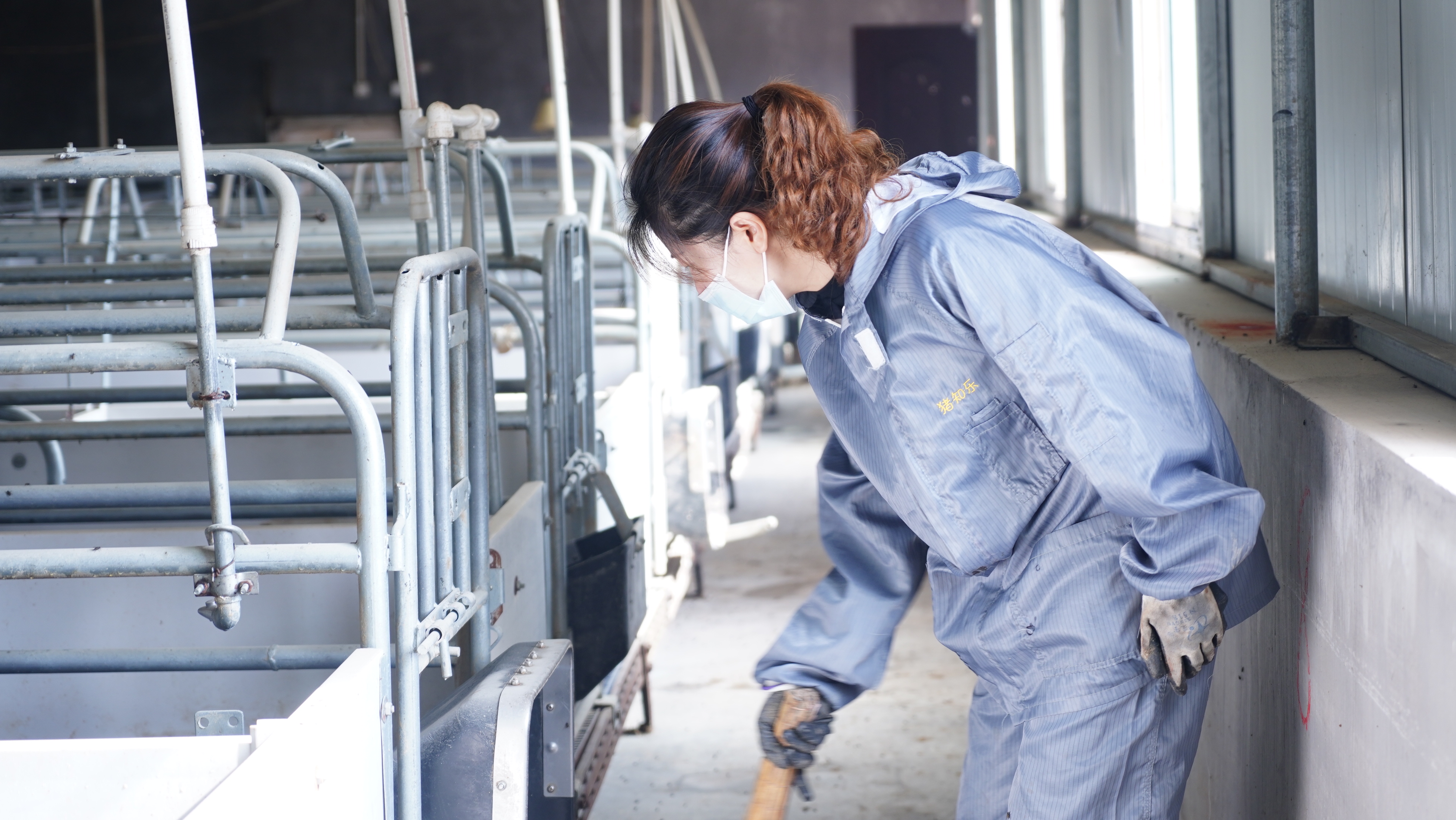 母猪产前护理之难产,母猪难产常见原因和解决对策