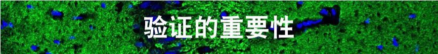 免疫荧光技术的优缺点,免疫荧光一抗二抗稀释比例