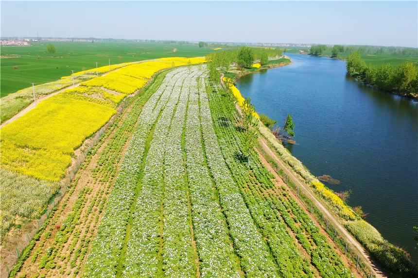 我和宿州有个约会，一场花事，一次慢旅行，探寻最烟火的宿州味道