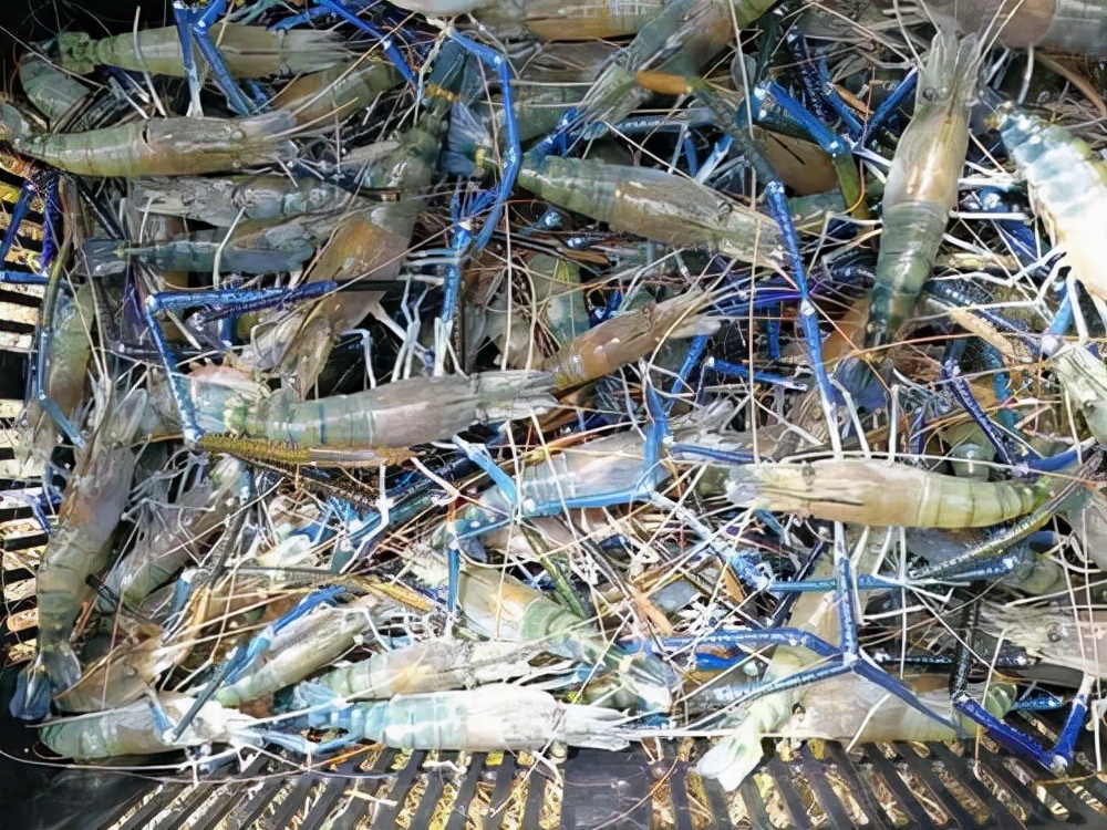 中国拒收印度虾,中国进口印度大虾