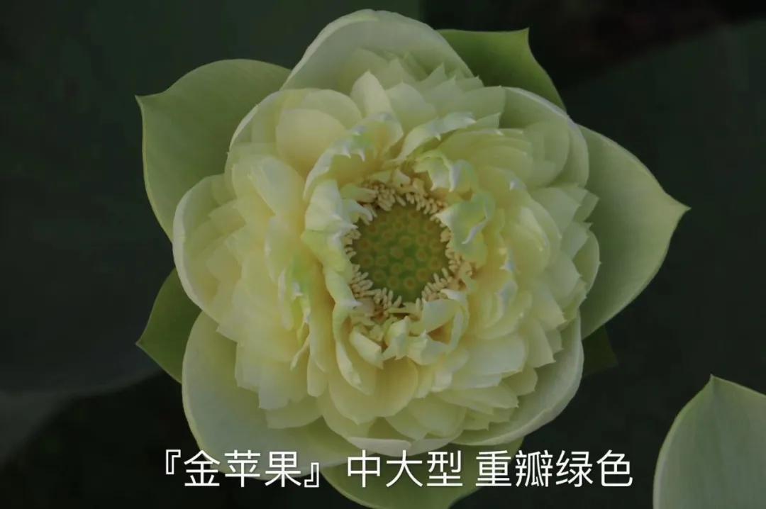 碗莲跟睡莲哪个适合鱼缸养鱼,睡莲和碗莲哪个适合在水缸养