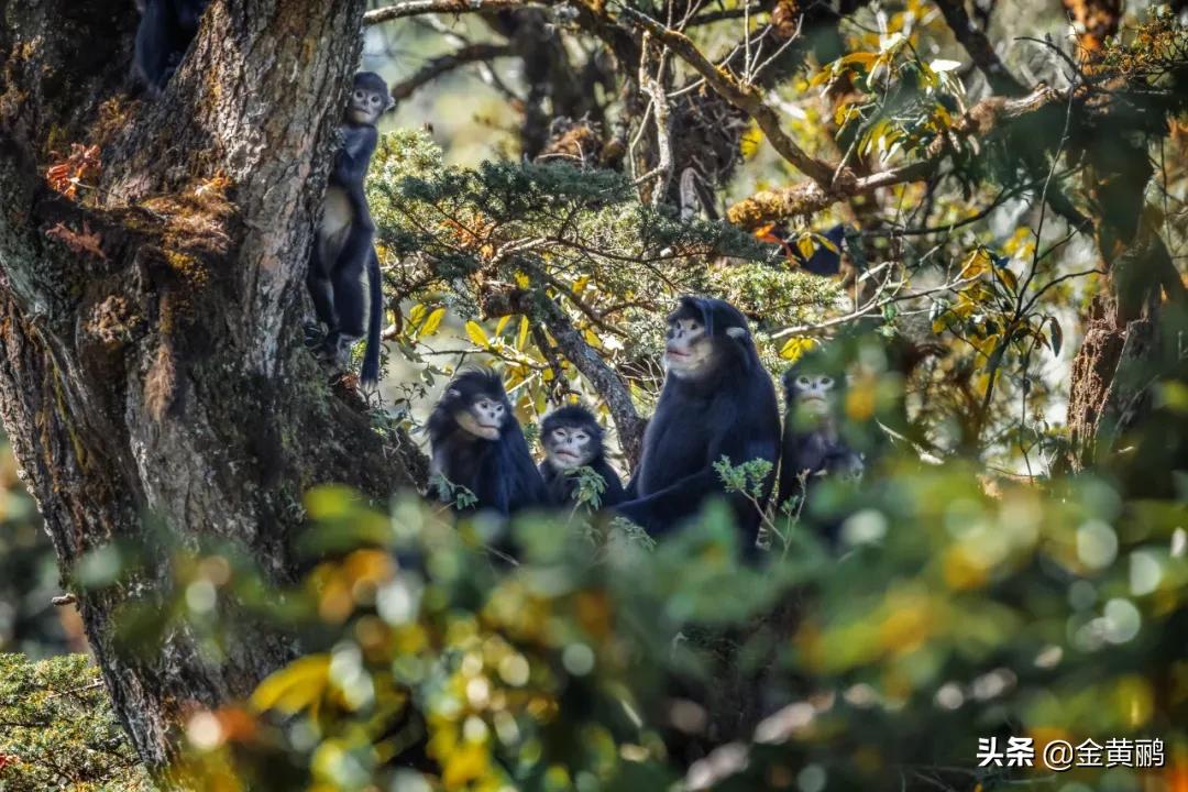 为什么云南女人长相好看,云南真的很漂亮吗