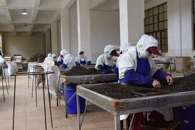 普洱茶紧压技术有哪些特点,普洱茶生茶紧压茶好坏之分