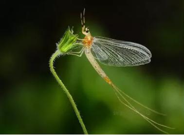 蜉蝣朝生暮死夏蝉不知春秋,蜉蝣朝生暮死而尽其乐出自哪里
