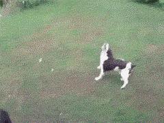 搞笑动图表情包,搞笑动图gif微信表情包