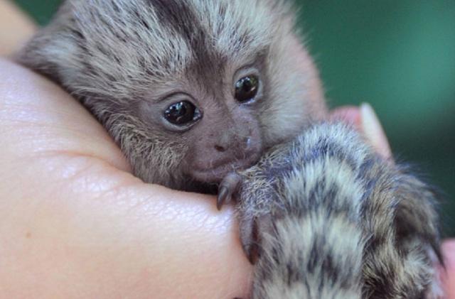 世界上有像拇指一样大的猴子吗,猴子从世界上消失会发生什么