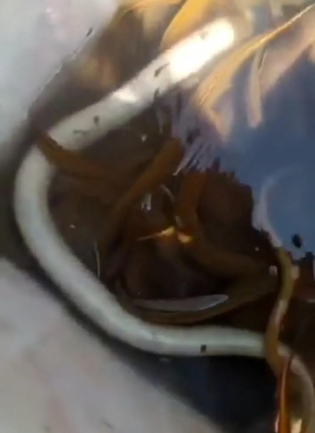 罕见！湖南岳阳大爷河边抓起一条“白娘子”，路人劝说：放了吧