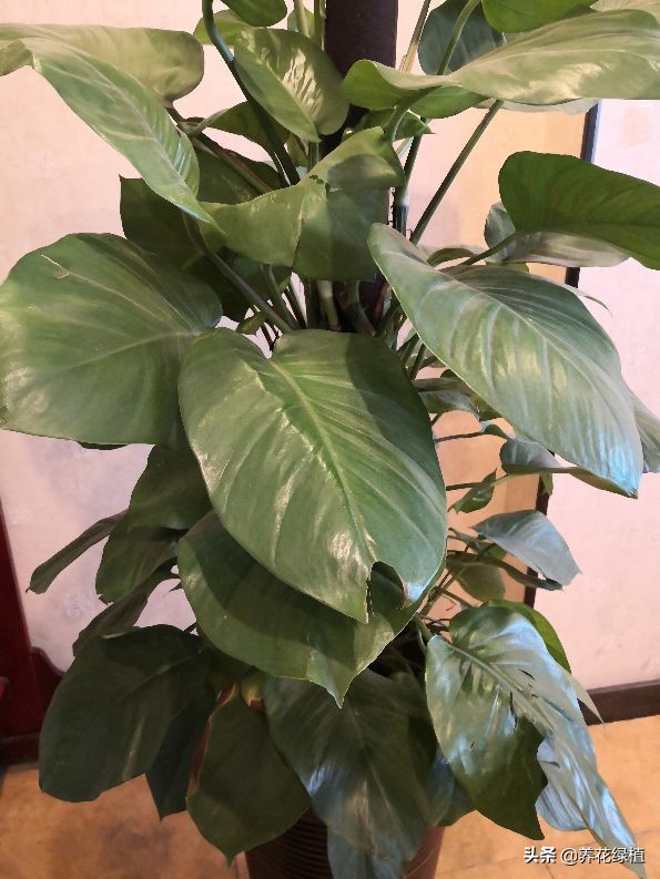 水培绿萝跟土培绿萝是一个品种吗,绿萝的养殖方法水培和土培的区别