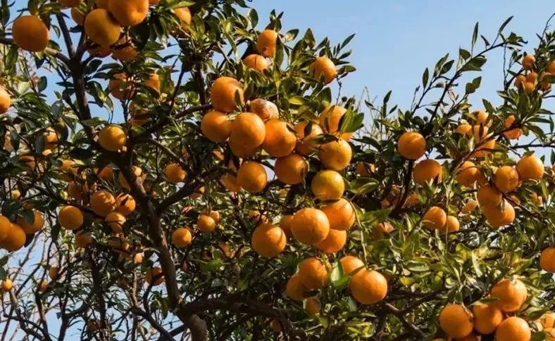 苏州西山十大知名农家乐有哪些,带你走一走苏州的太湖边农家乐