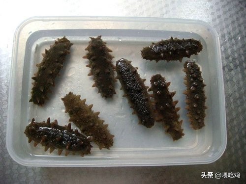 海参和什么炖汤养胃,海参加什么炖比较好给病人吃