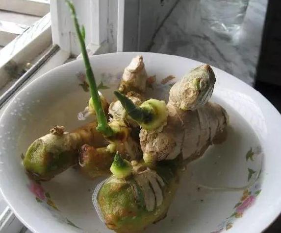 生姜盆景造型,生姜水养盆景的方法