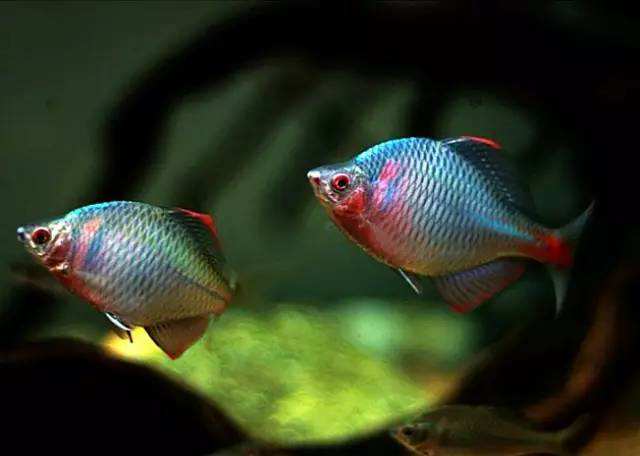 鳑鲏鱼发色不艳丽,最大的鳑鲏鱼