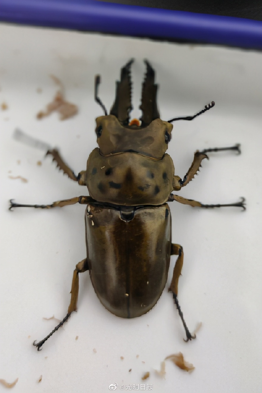 海关发现13只活体甲虫,海关检查发现活体甲虫