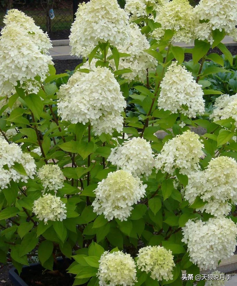 绣球季家里不缺花，全场8折迎初夏