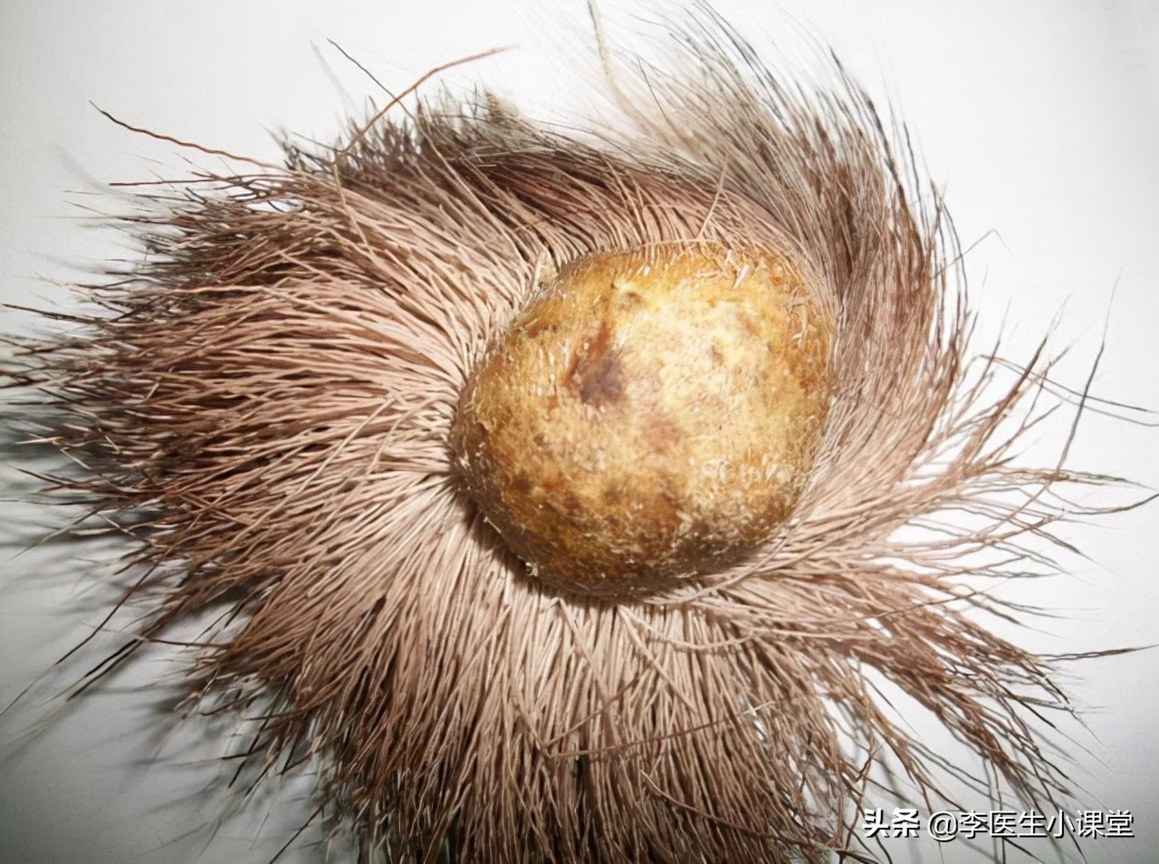 片仔癀曾经是茅台的几倍价格,片仔癀真的能比肩茅台吗