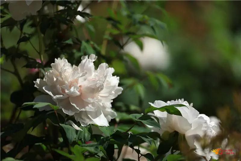 瞧！这花花世界谁不爱