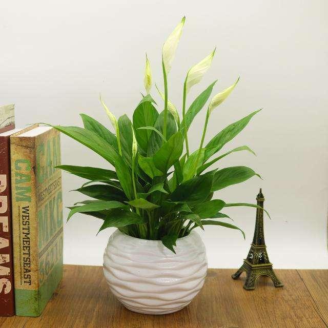 室内养净化空气效果最好的植物,卧室放什么植物净化空气效果最好