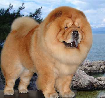 松狮犬大概是什么颜色的,松狮犬有几种毛色