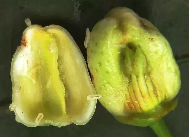 柑橘害虫及危害部位图,柑橘常见害虫高清图谱