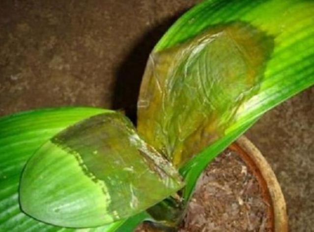 刚买回来的盆栽花怎么处理,市场买回的花要如何养