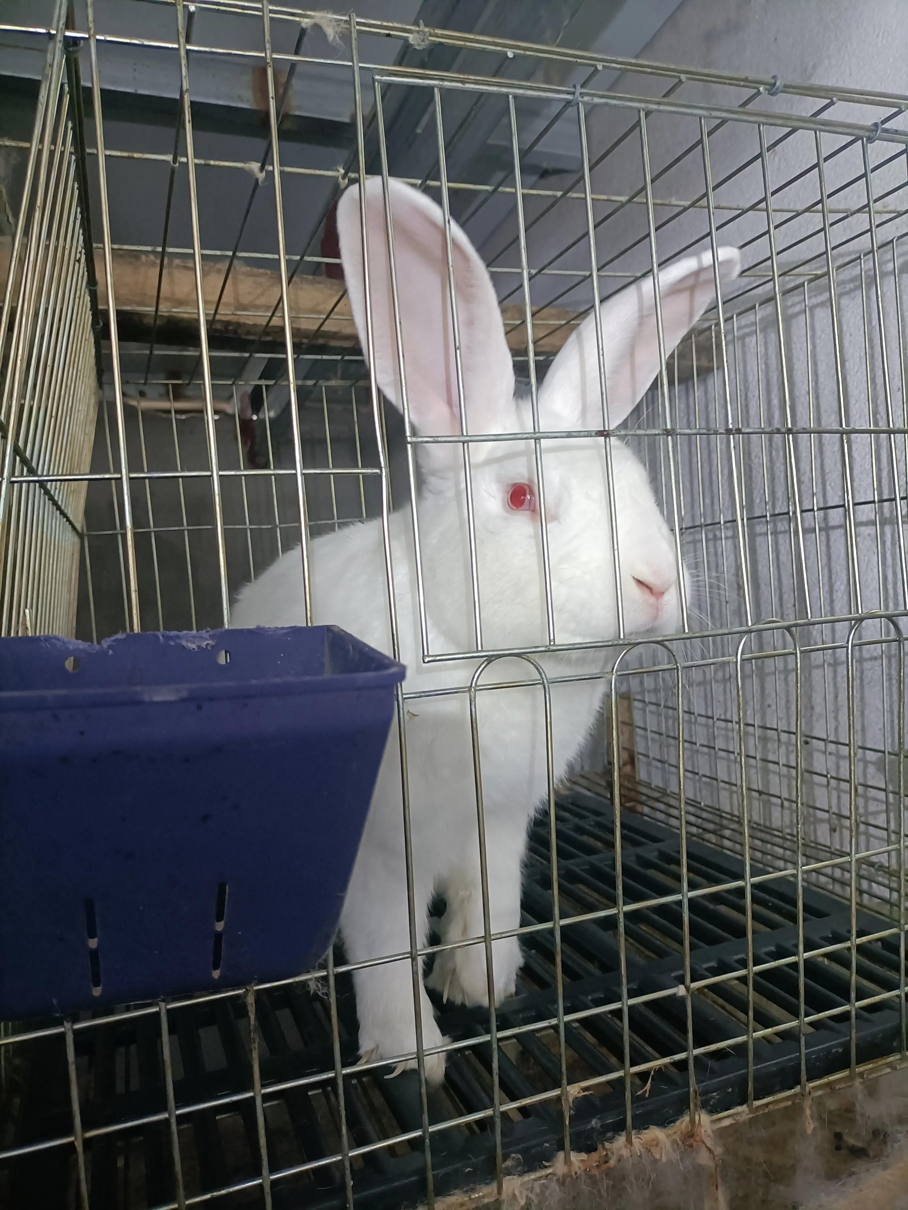 养300只种兔一年能赚多少钱,养殖200只种兔几个月可以有收益