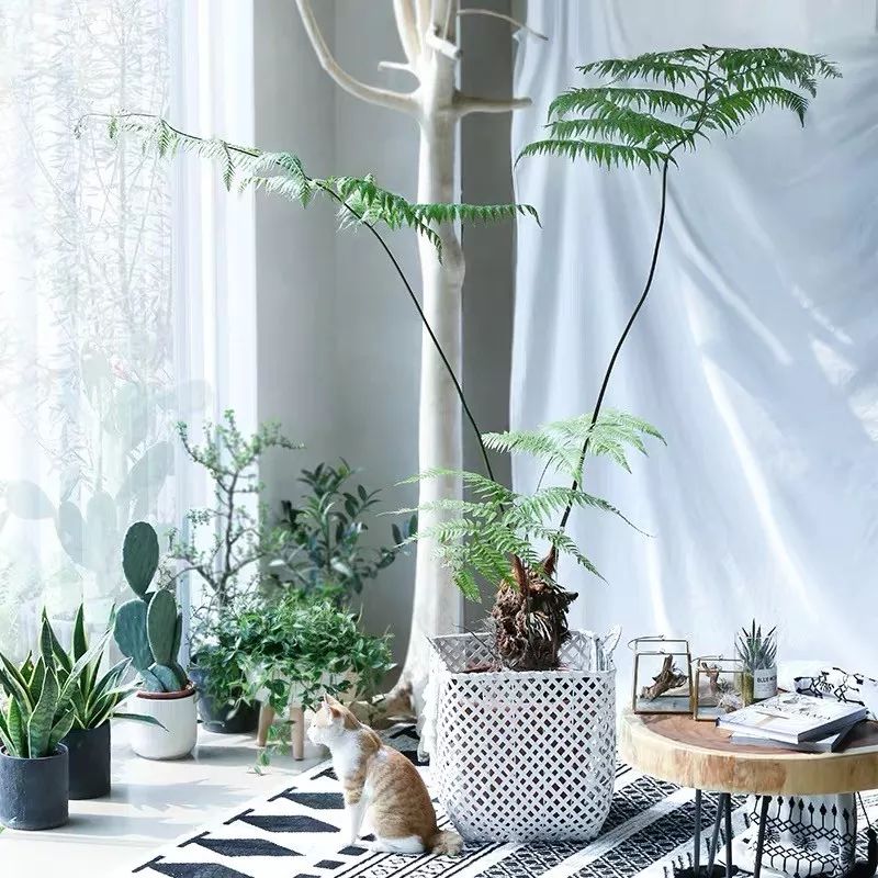 94种常见唯美观叶植物,会开花的绿色硬叶植物