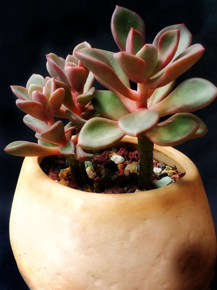 记录多肉长大的全过程,记录所有多肉成长过程