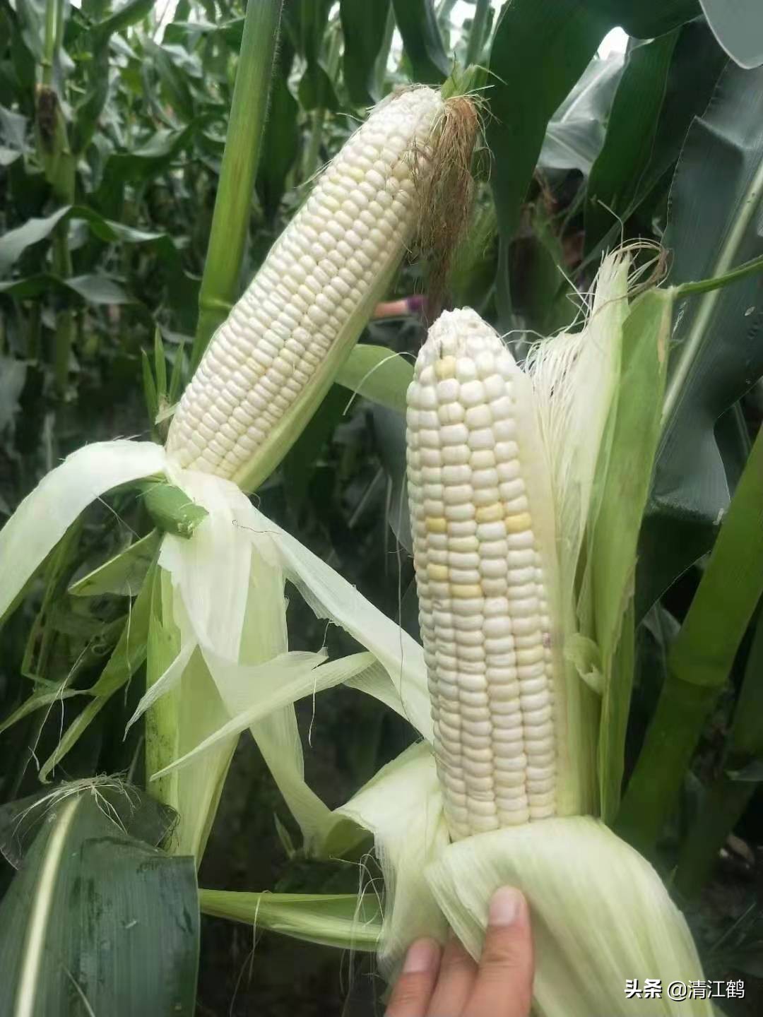 农村末来最有希望的行业有哪些,未来五年什么农村行业最有前景