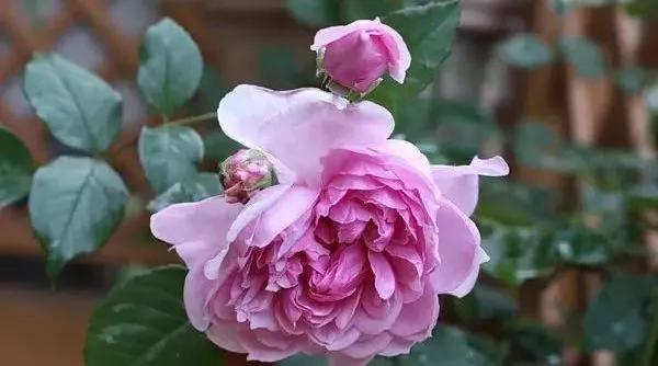 101种玫瑰品种科普你都认识吗,100种玫瑰品种科普你都认识吗