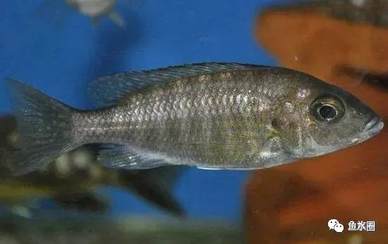 三湖慈鲷马鲷孔雀鱼多久发色,三湖慈鲷鱼之马鲷鱼