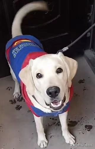 狗狗舔这5个位置，其实是有事情要告诉你，千万别忽视了