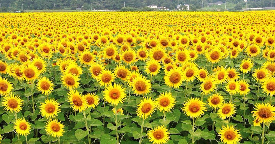 100种常见观叶植物图鉴史上最全,农村常见的100种植物