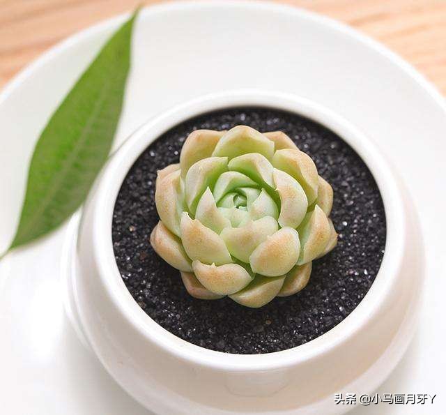 冬季动物成语大全,动物成语大全及答案100个