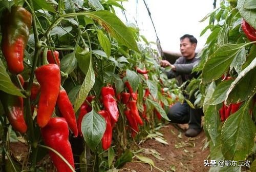 辣椒落花落果的最佳方法,辣椒开花打什么才能保花
