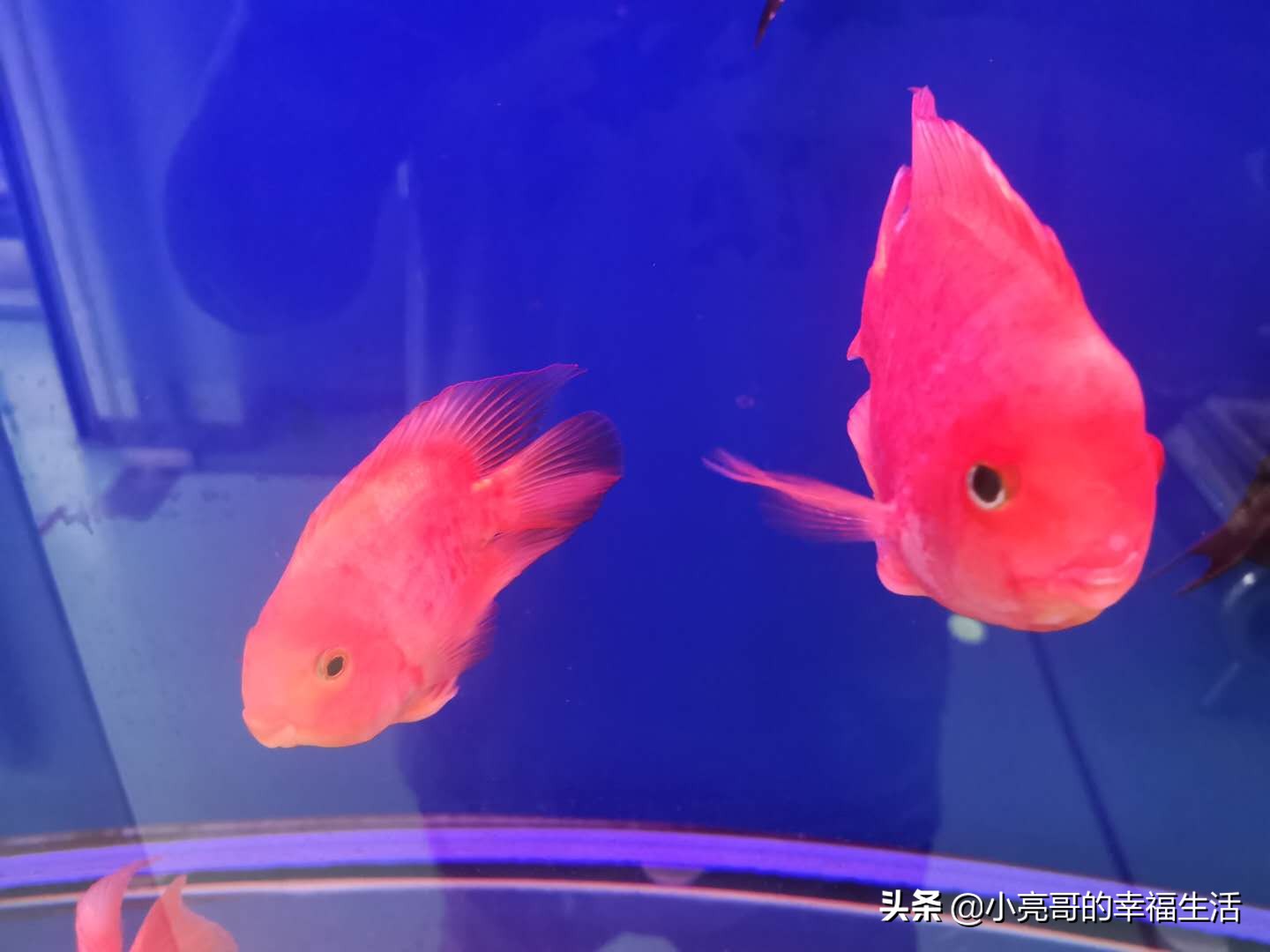 鹦鹉鱼怎么才凸头,鹦鹉鱼翻白肚是什么原因