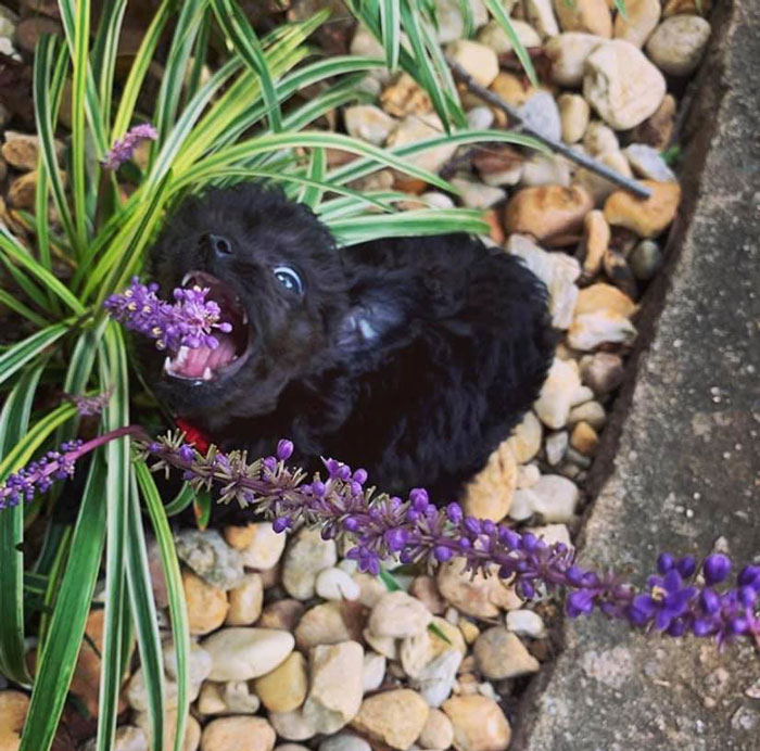 发狗狗丑照,狗狗最丑的照片和最好看的照片