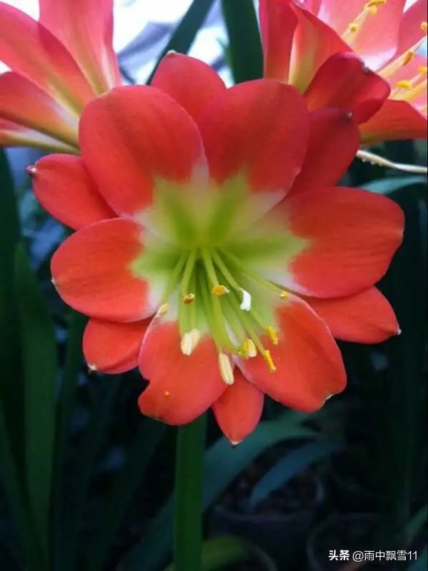 养君子兰的方法怎样管理才能开花,君子兰花芽分化后能用氮肥吗