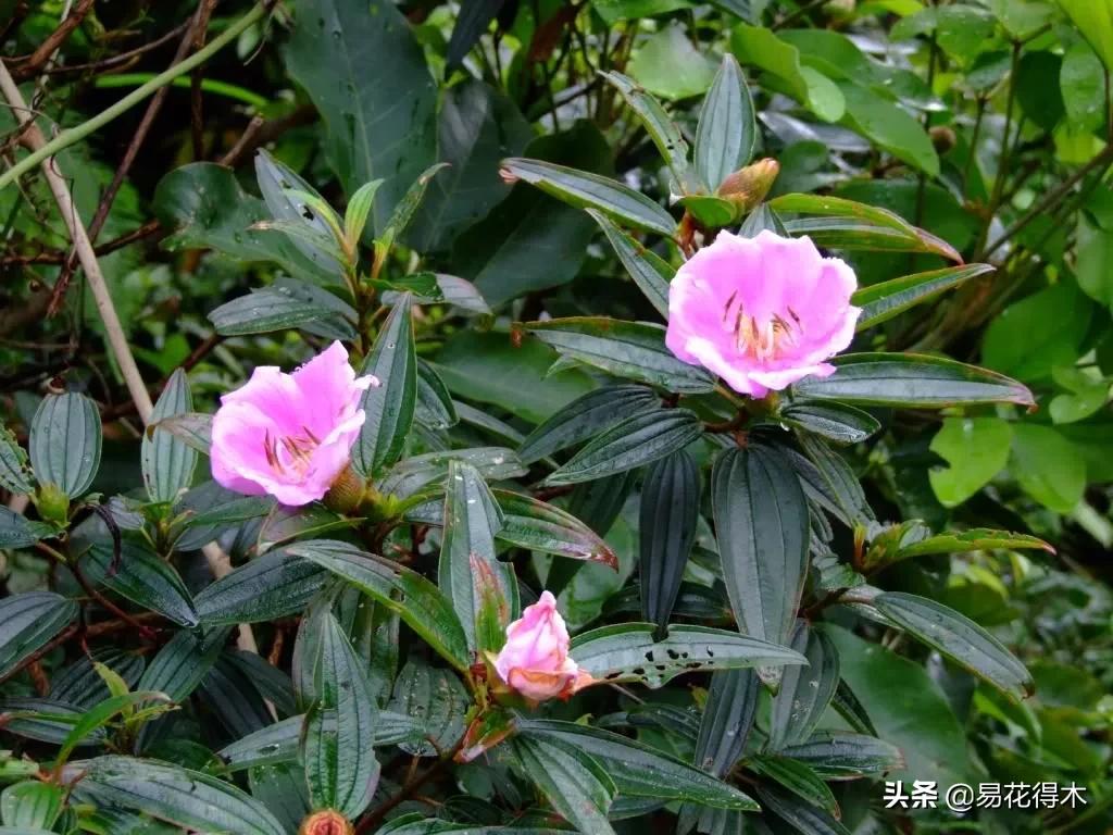 牡丹和观赏牡丹区别,牡丹的形态特征与什么花不同